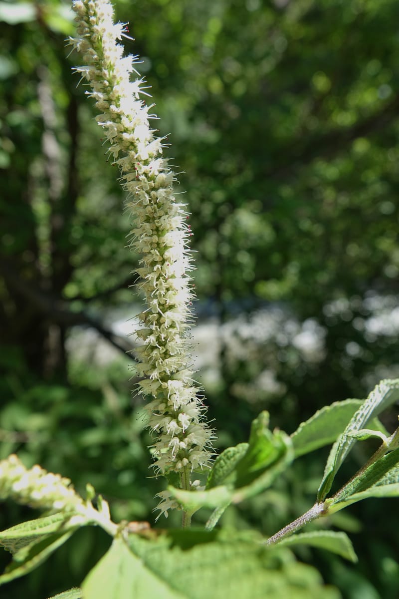 Elsholtzia fruticosa, C. Davidson 13758--China. Sichuan. Yibailingba-gou. 12 Aug 2017. DSC04660 (567).JPG