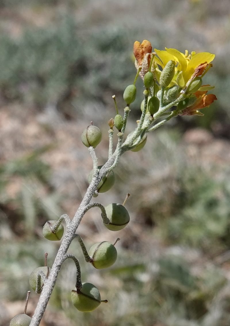 Lesquerella gordonii, C. Davidson 13997--AZ. Cochise Co. Geronimo Trail Rd. 10 Apr 2019. DSC07357 (74).JPG