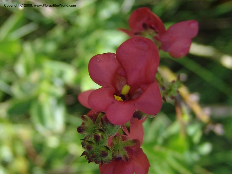 Diascia rigescens--So.Africa. E. Cape. Waringham Farm, Quanti Area, Stut. 8 Mch 05. 185.jpg