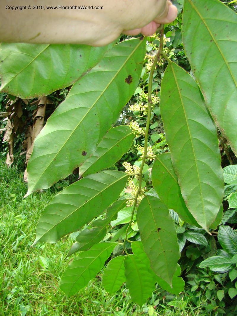 Compsoneura mexicana, B. Hammel 24677--Costa Rica. Prov. Limon. Selva Bananito Lodge. 12 Apr 08. 097 (11).jpg