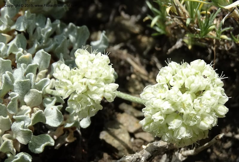 Eriogonum ovalifolium var. nivale, Davidson, C 12594--ID. Idaho Co. Seven Devils Camp Ground. 15 Jul 2014. DSC00113 (205).JPG