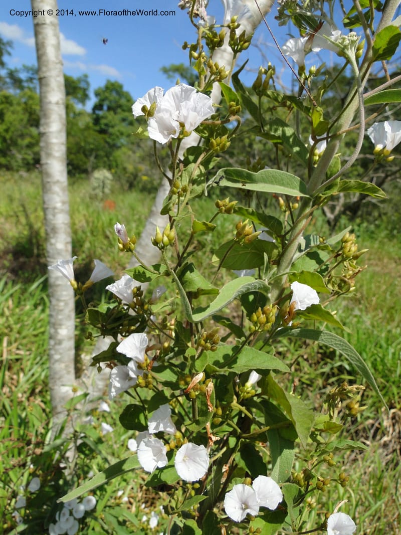 Convolvulus, Stevens,  W. D 31125, Cerro Cora, 16 Mar 2011 1688 (5).JPG