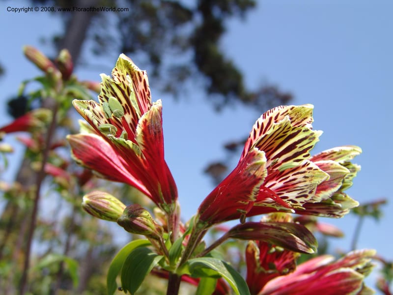 Alstroemeria psittacina--CA. Mendocino Co. Mendocino Coast Bot. Garden. 25 Jun 06. 060.jpg