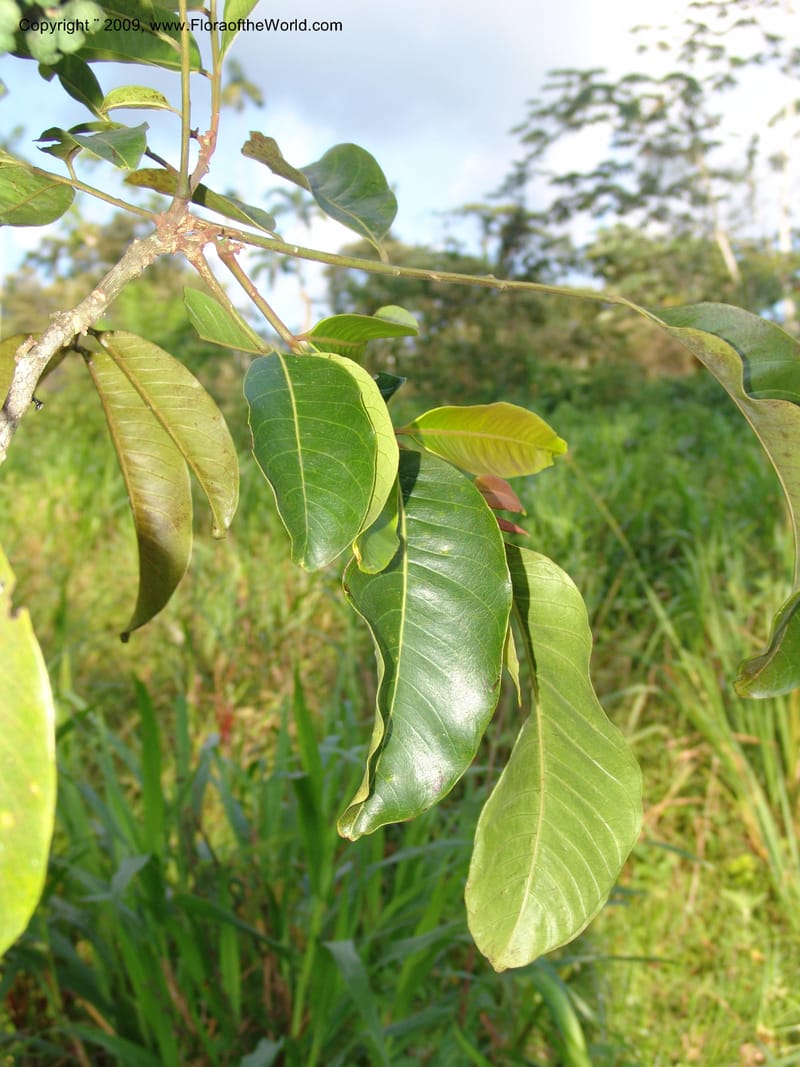 Zanthoxylum, DNeill15865--Ecuador. Zam. Ch. Rio Wawaime Val. 19 Sep 07. 062.jpg