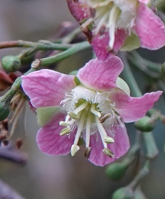 Delavaya toxocarpa, D. Boufford 44087--China. Yunnan. Xinshao Village. 28 Apr 2018. DSC00001 (28).JPG