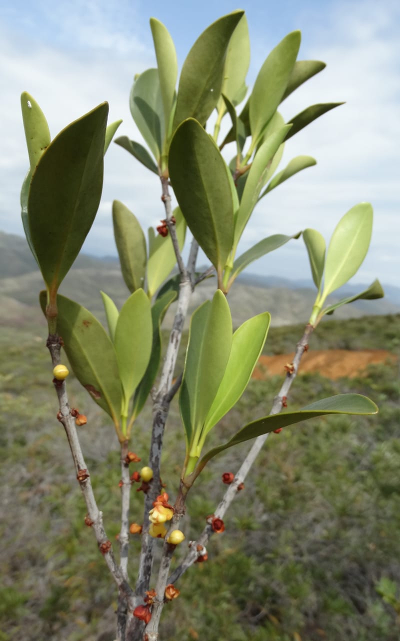 Garcinia, Munzinger, J 7454--New Caledonia. Tiebaghi. 17 Nov 2015. DSC03437 (100).JPG