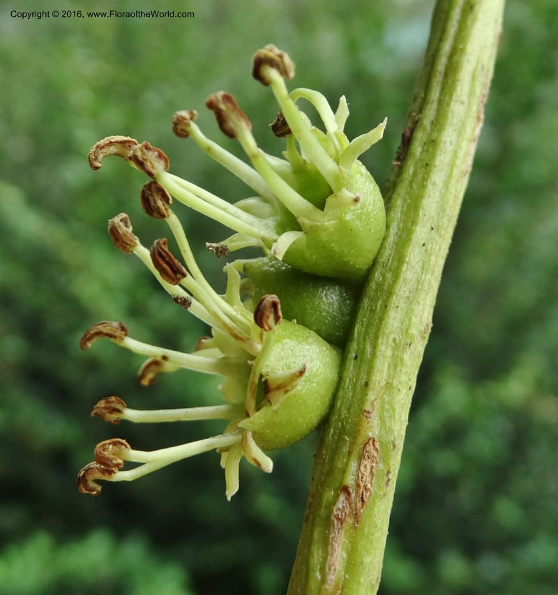 Octomeles sumatrana, Davidson, C 12682--Sabah. Danum Valley. 4 Oct 2014. DSC01741 (356).JPG