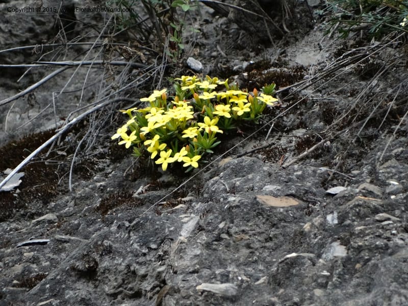 Wikstroemia, Boufford, D 43598--China. Sichuan. Yonghe Village. 6 May 2014. DSC04110 (54).JPG