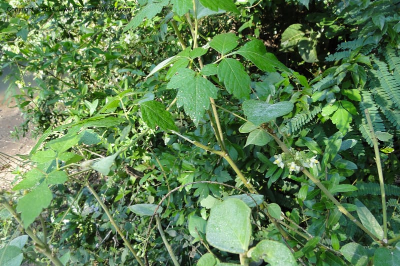 Urvillea, W. D. Stevens 31269--Paraguay. Edo. Concepcion. Esta. Garay Cue. 20 Mar 2011. 008 (9).jpg