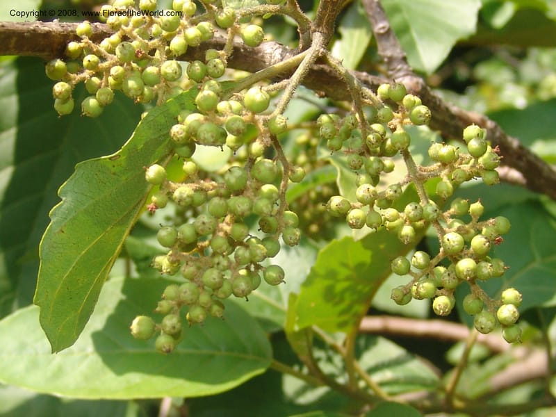 Maesa lanceolata--So.Africa. Mpumal. Buffelskloof Private Nat. Res. 17 Mch 05. 014.jpg