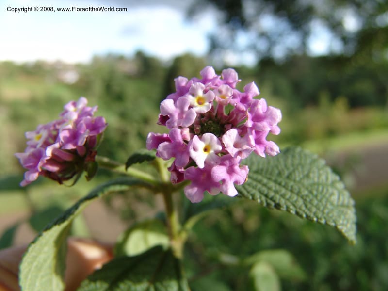 Lantana trifolia--Kenya. Brackenhurst Bot. Gard., Limuru. 26 Jun 04.  001.jpg