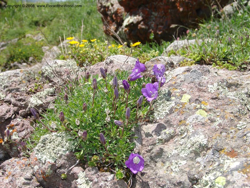 Campanula auscheri--Georgia. Vic. of Tskhrats'karo Pass. 7 Jun 05. 341.jpg