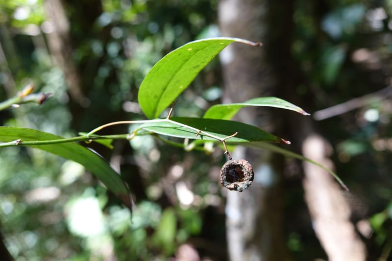 Petermannia cirrosa, Davidsonm C 13363--Australia. Qld. Springbrook N.P. Mt. Cougal Sect. 19 Oct 2016. DSC03346 (19).JPG