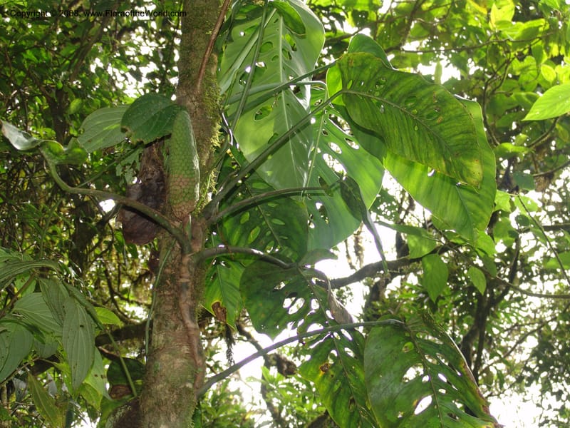 Monstera, not coll.--MX. Chiapas. Res. Biosf. El Triunfo. Sendero Cipresal. 9 Nov 04. 277.jpg