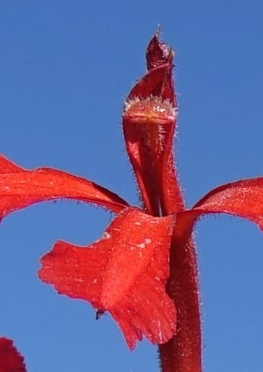 Leschenaultia hirsuta, Davidson, C 13418--Australia. W.A. Tootbardie Rd.-Coorow Rd. 23 Oct 2016. DSC04758 (18).JPG