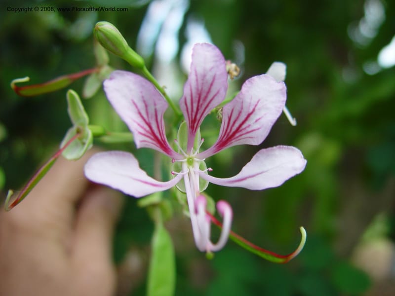 Bauhinia yunnanensis--FL. Fairchild Tropical Gard. 8 Apr 03. 026.jpg