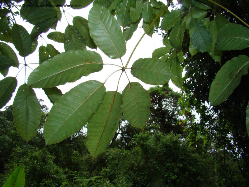 Schefflera stolzii, RGereau7021--Tanz. Mbeya Rural Distr. Ngozi Crater. 26 Jan 08. 193.jpg