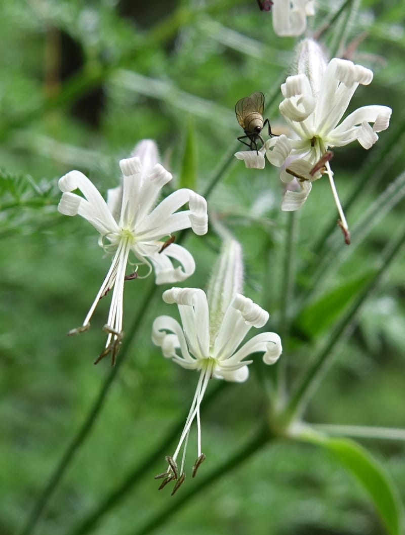 Silene nutans subsp. nutans,  Davidson, C 13266--Switzerland. Oberwald. Chapel St. Nikolas. 2 Jul 2016. DSC07728 (785).JPG