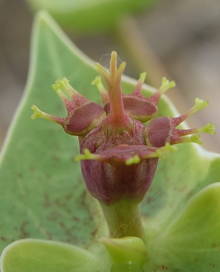 Euphorbia monteiroi, Nanyeni 1187--Namibia. Dry waterfal. 20 Mar 2018. DSC01925 (49).JPG