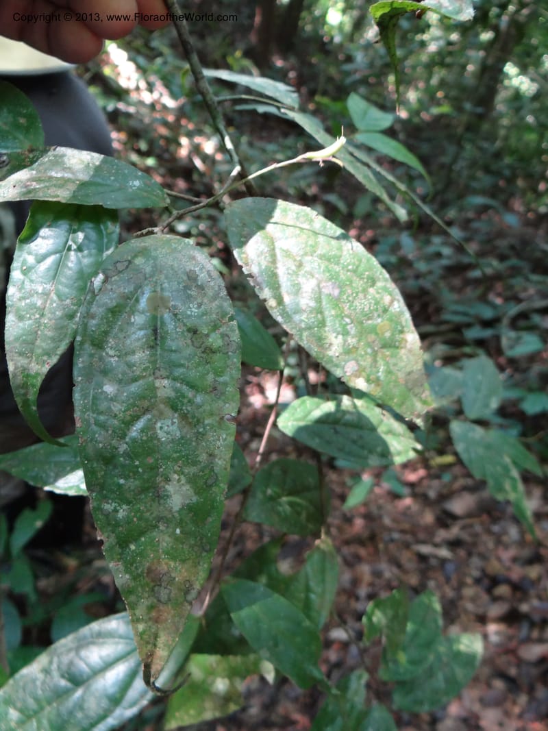 Symplocos, VC 5593--Thailand. Ranong Prov. Klong Naka Wildlife Sanctuary. 14 Nov 2012. DSC09055 (75).JPG