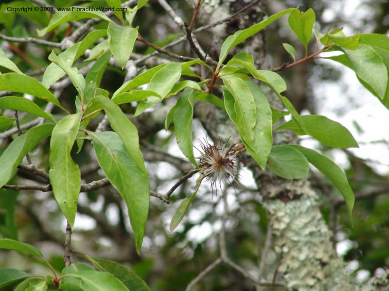 Faurea macnaughtonii--So.Africa. E. Cape. Umtamvuna Nat. Res. 11 Mch 05. 223.jpg