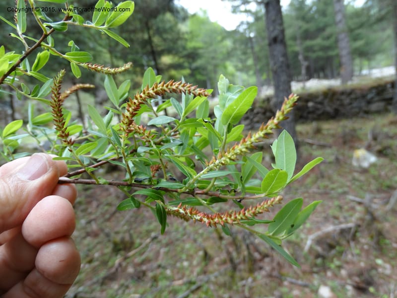 Salix, Boufford, D 43733--China. Sichuan. XinZhaZi Gou. 14 May 2014. DSC06426 (126).JPG