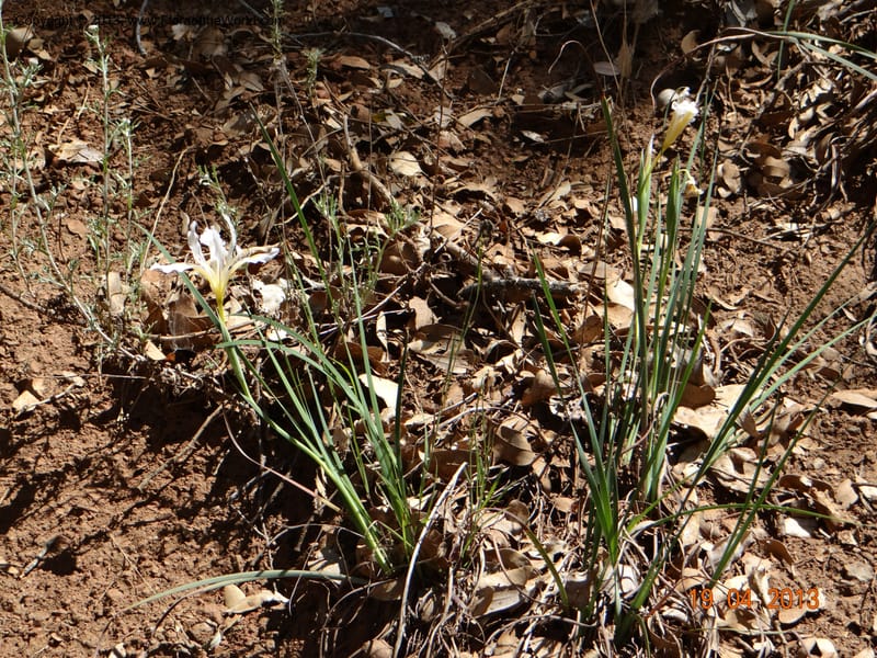 Iris tenuissima, Davidson, C 12132--USA, California, Nevada Co. 19 Apr 2013  0111 (4).JPG