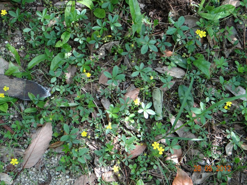 Potentilla kleiniana, Li Pan 1205278--China, Zhejiang, Shunxi, 28 May 2012 235 (1).JPG