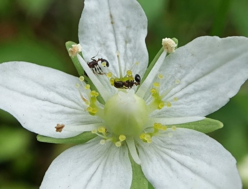 Parnassia palustris, Tseng Yu-Hsin 1316--Taiwan. SW of Nanshan on highway 7. 20 May 2016. DSC03339 (3).JPG