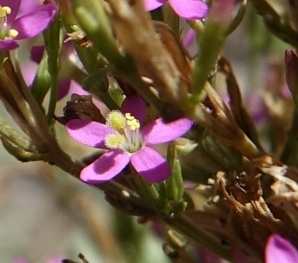 Centaurium pulchellum, Fortunato 13214--Argentina. Pedernal, Hwy 153. 10 Feb 2018. DSC00169 (51).JPG