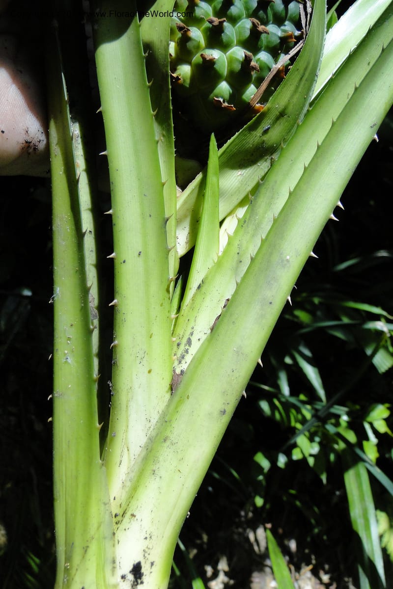 Pandanus tonkinensis, Regalado 1861--Viet Nam. Unknown mountain. 10 May 2011. 162 (48).jpg