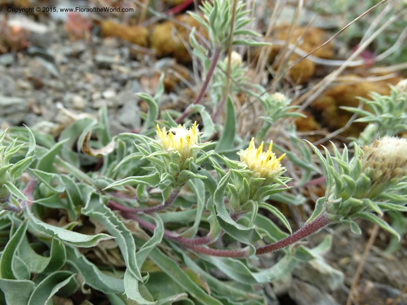 Pyrrocoma, Davidson, C 12630--ID. Idaho Co. Seven Devils Campground. 11 Aug 2014. DSC00412 (13).JPG