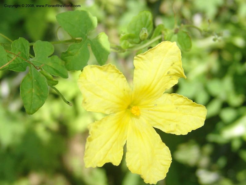 Momordica balsaminea--So. Africa. Mpumalanga. Karino. Whyte Thorne. 19 Mch 05. 054.jpg