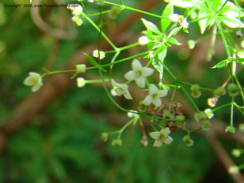 Galium asperrimum, CDavidson11269--ID. Valley Co. Sylvan Beach, Payette Lake. 24 Aug 08. 120.jpg