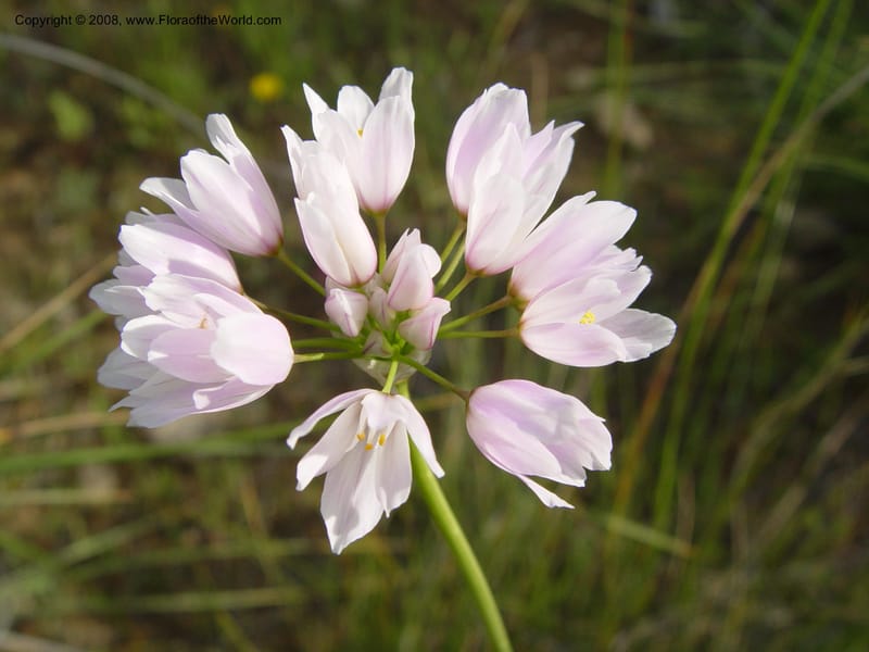 Allium roseum--Spain. Almeria Prv. Cantera de los Yesos, off AL140. 16 Apr 04. 150.jpg