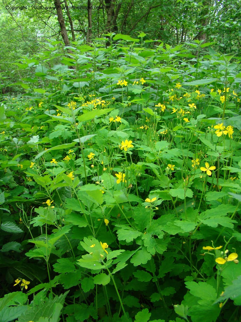 Slovenia. 3 km S of Kozina. 17 May 08. 208.jpg