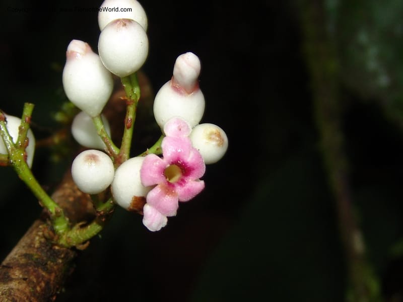 Schlegelia, Croat 96390--Ecuador. Prov. Pichincha. Pacto-Pto. Quito Rd.. 25 Mar 06. 465 (10).jpg