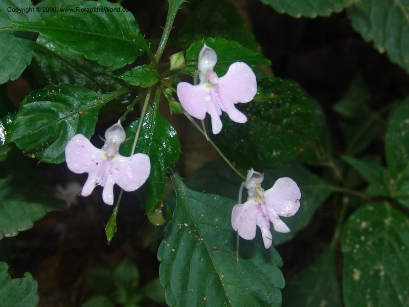 Impatiens hochstetteri--So.Africa. Mpumal. Moodie Mts.  18 Mch 05. 250.jpg