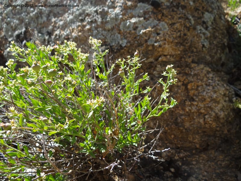 Comandra umbellata, Davidson, C 11942--AZ. Yavapai Co. Crown King Rd. 7 May 2012. DSC0894 1 (92).JPG