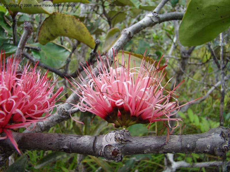 Amyema, JMunzinger4909--New Caledonia. Parc Prov. Riviere Bleue. 22 Nov 07. 156.jpg