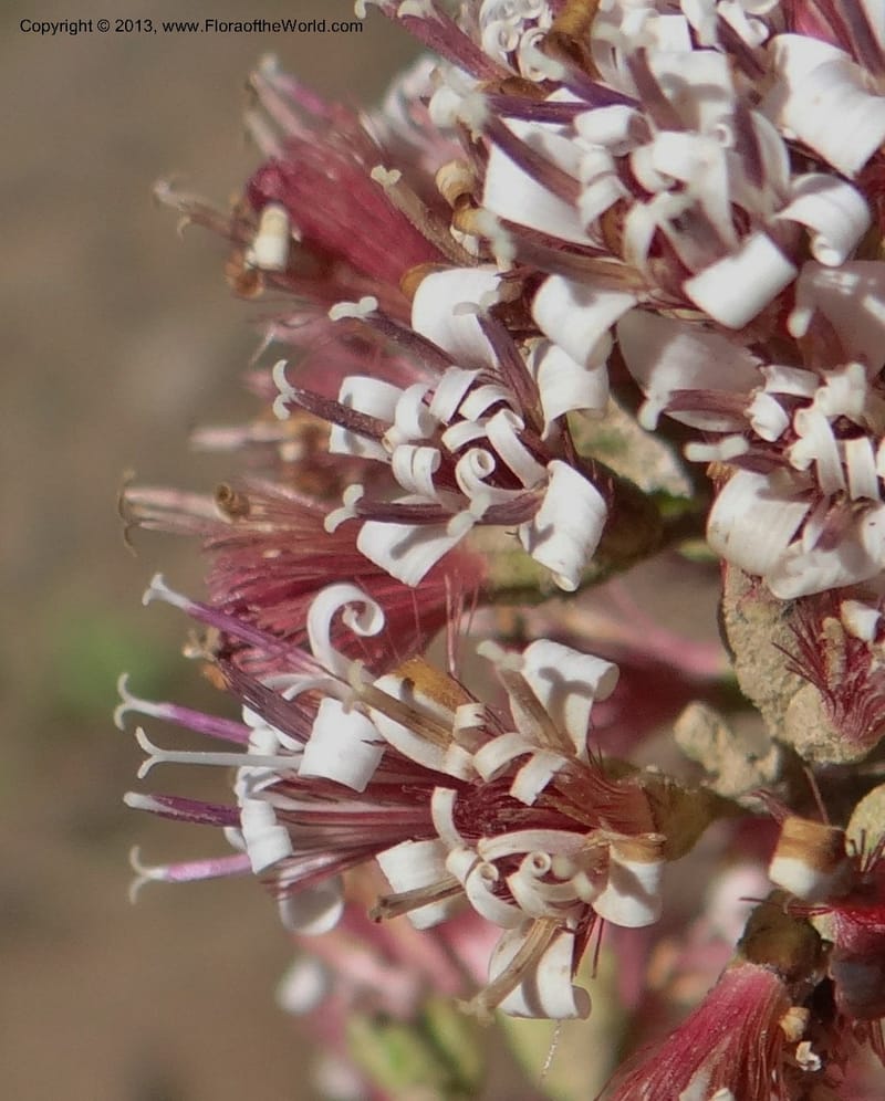 Proustia pyrifolia, W. D. Stevens 34170--Chile, E of San Clemente. 21 Feb 2013  9440 (14).JPG