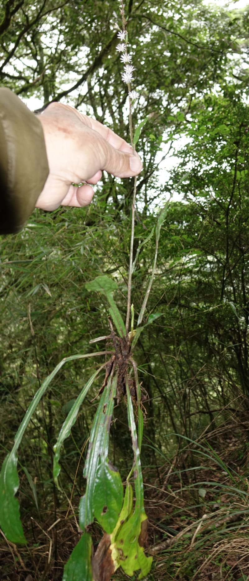 Ainsliaea latifolia, Tseng Yu-Hsin 1331--Taiwan. Taroko Nat. Park. Mt. Bilu Trail. 21 May 2016.  (160).JPG