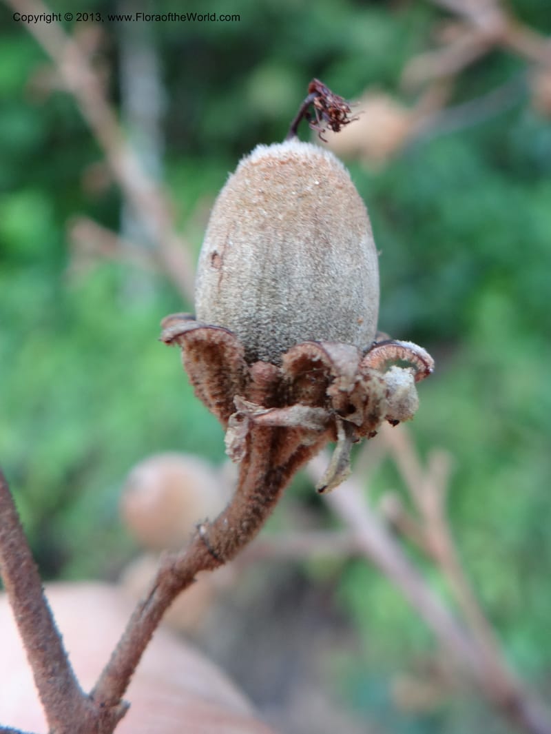 Lagerstroemia--Thailand. Trang. Khao Pra Bang Kram Wildl. Sanct. 16 Nov 2012. DSC00077 (153).JPG