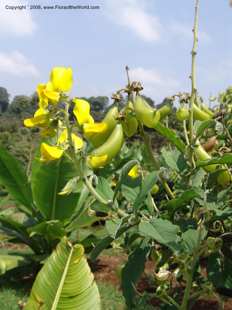 Crotalaria spectabilis--Kenya. Limuru.  Brackenhurst Bot. Gard. 12 Jul 04. 021.jpg