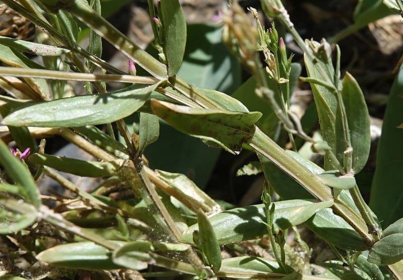 Centaurium pulchellum, Fortunato 13214--Argentina. Pedernal, Hwy 153. 10 Feb 2018. DSC00169 (54).JPG
