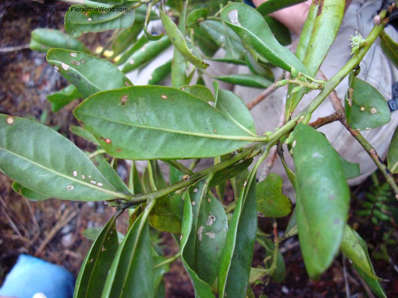 Symplocos, D. Neill 16000--Ecuador.Prov.ZamoraC.ResTapichalacaQueb.Onda25Sep2007 163.jpg