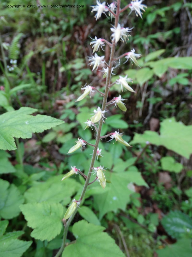 Saxifraga mengtzeana, Boufford, D 43703--China. Sichuan. DongLa Ecoreserve. 13 May 2014. DSC06300 (74).JPG