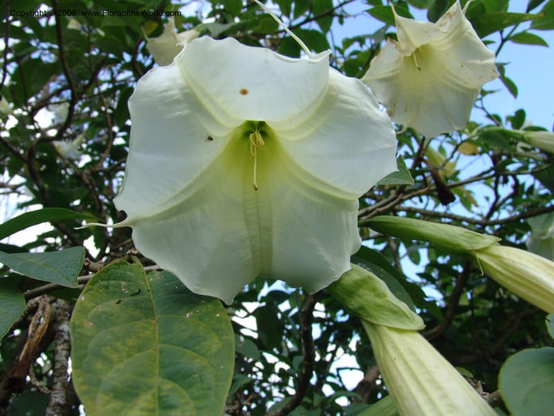 Brugmansia suaveolens--Kenya. Limuru. Brackenhurst Bot. Gard. 1 Jul 04. 110.jpg