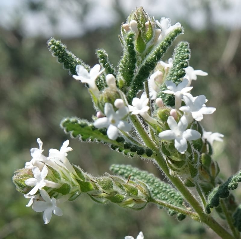 Aloysia castellanosii, Fortunato 13147--Argentina. Hwy 150, S of Ischigualasto. 7 Feb 2018. DSC09263 (63).JPG