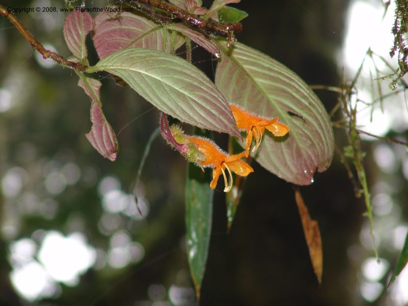 Columnea strigosa, Croat94580--Ecuador. Prov. Pichincha. Reserva Bellavista. 14 Feb 05. 145.jpg